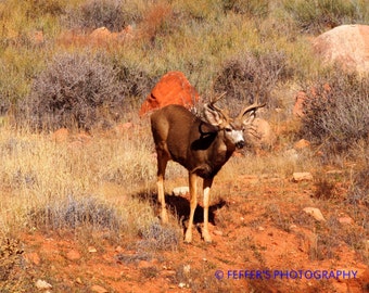 Zion National Park  Utah deer Digital  Photography - 5x7 or 8x10 Fine Art Print - Southwestern Home Decor