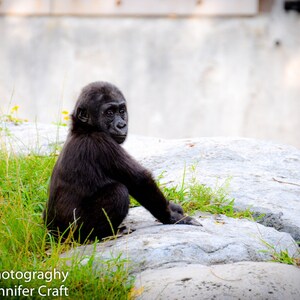 Baby Gorilla California  San Diego Zoo Digital Photography Wall Decor Fine Art 8x10, 5x7
