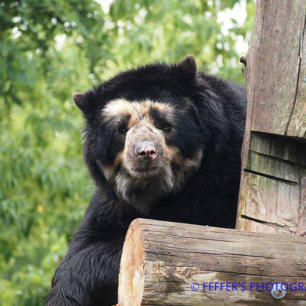 Spectacled Bear laying on his new bed Zoo Digital  Photography 8x10 or 5x7 4x6 Fine Art Print - Animal Decor