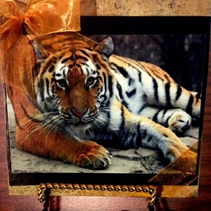 Bengel Tiger Zoo Digital Photography Tile art  Fine Art Print - Animal Decor Active Photos
