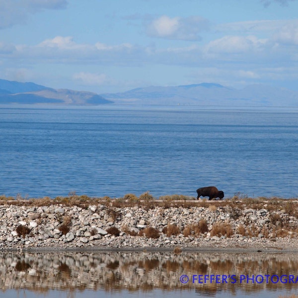 Digital  Photography 8x10 Fine Art Print - south western Decor - Antelope Island near Salt Lake City Utah - bison photo wall art