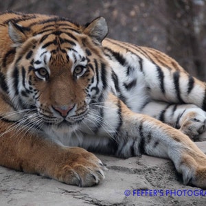 Bengel Tiger Zoo  Digital  Photography 8x10 Fine Art Print - Animal Decor