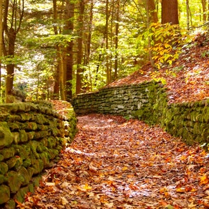 Letchworth State Park NY Fall trail in the woods  Digital photography 8x10 or 5x7 Fine Art Print - Fall decor wall art