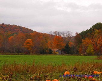 Pumpkinville Digital   Photography Great Valley NY 8x10 or 5x7 4x6 Fine Art Print - Fall decor wall art