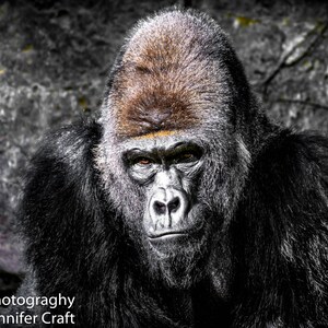 Gorilla starring Eyes California  San Diego Zoo Digital Photography Wall Decor Fine Art 8x10, 5x7