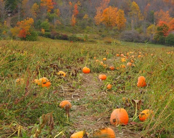 Pumpkinville  Digital  Photography Great Valley NY 8x10 or 5x7 4x6 Fine Art Print - Fall decor wall art