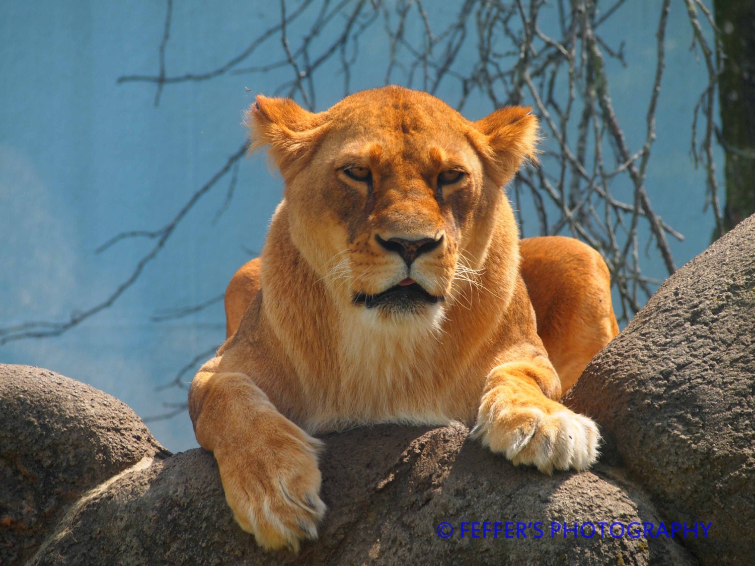African Lion Loving the Sun Zoo Digital Photography 8x10 or 5x7 Fine