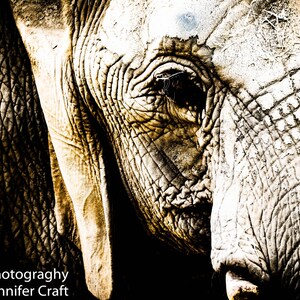 Elephant Portrait California San Diego Zoo Digital Photography Wall Decor Fine Art 8x10, 5x7