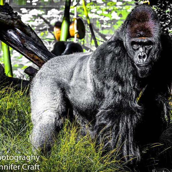 Gorilla California  San Diego Zoo Digital Photography Wall Decor Fine Art 8x10, 5x7