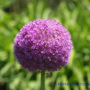 8x10 Photo - Allium Flower Arboretum Digital Photography -4x6 5x7 or 8x10 Fine Art Print  floral wall art