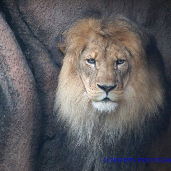 African Male Lion looking out from his cave -Zoo Photography 8x10 or 5x7 4x6 Fine Art Print - Animal Decor