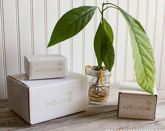 Avocado Seed Planter - With Jar Code: Holiday2020 to get a free jar!