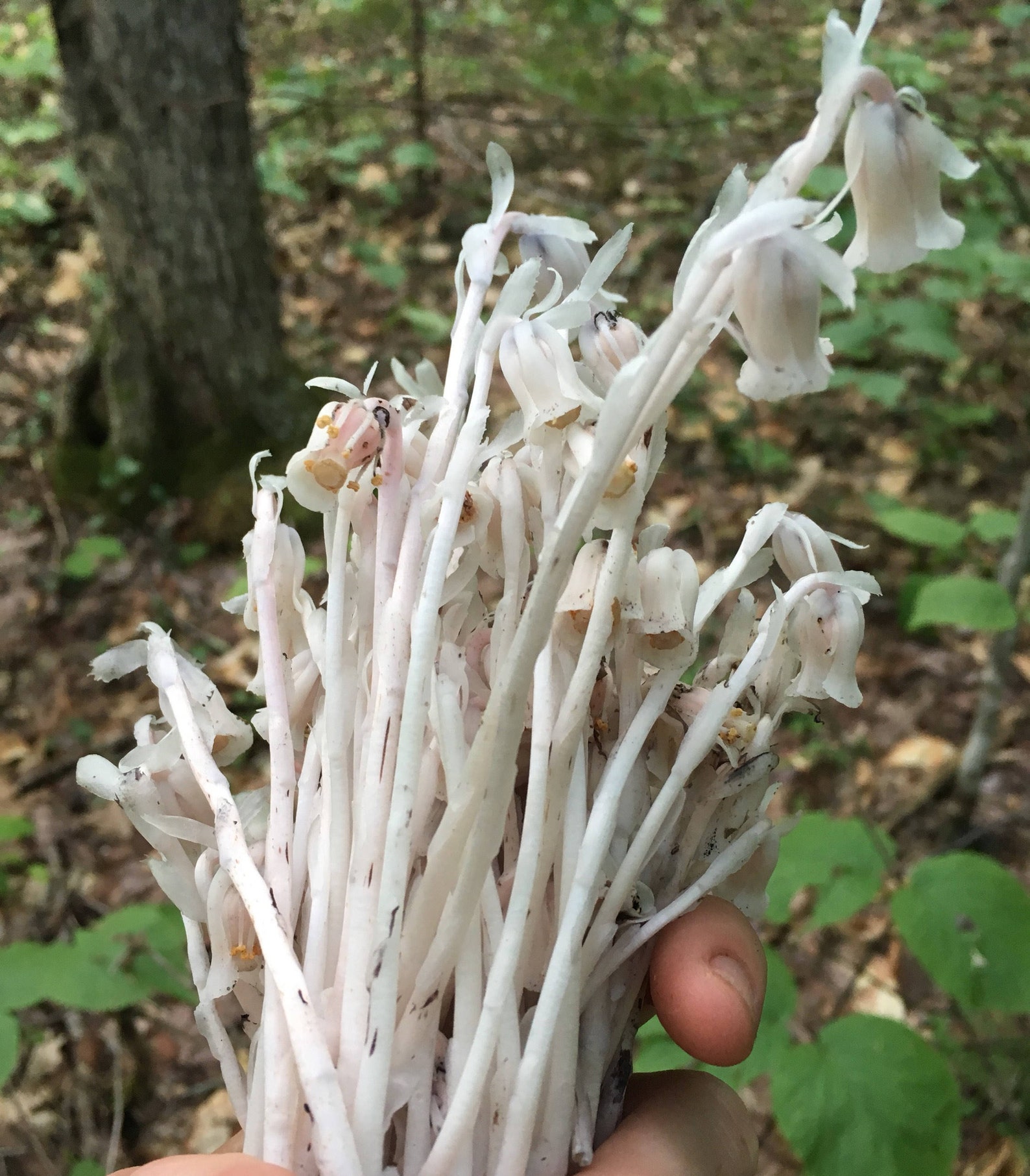 Ghost Pipe Tincture wildcrafted Indian Pipe Etsy