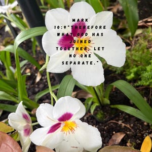 Puede incluir: Primer plano de flores blancas con centros morados y amarillos. Las flores están en un jardín con follaje verde. El texto en la flor dice: "MARCOS 10:9 POR TANTO, LO QUE DIOS HA UNIDO, NO LO SEPARE EL HOMBRE."