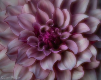 Dahlia