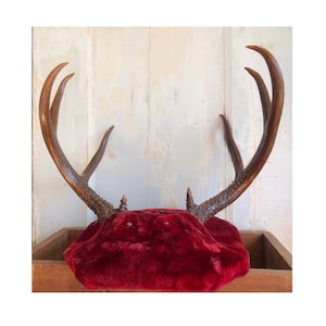 Vintage Mounted Six Point Deer Antlers, Rustic Decor, Hunting Lodge, Cabin Decor, Real Deer Antlers, Natural Deer Antlers, 6 Point Buck