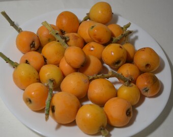 Fresh Sweet Loquat Japanese Plum Organic Home Grown Tropical Fruit 3-4 lbs 有机枇杷 Non-GMO Healthy