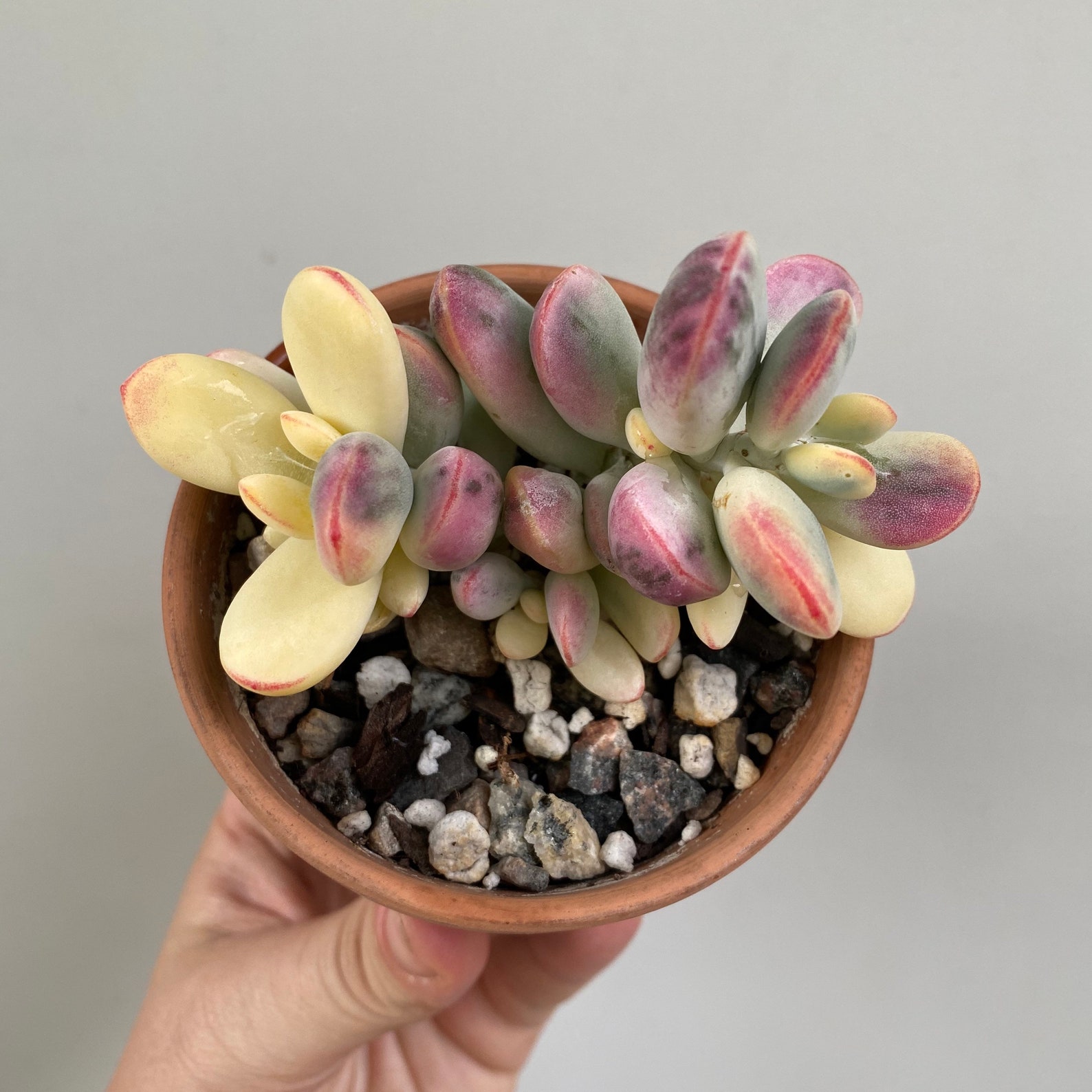 Cotyledon orbiculata variegata round form / Unicorn | Etsy