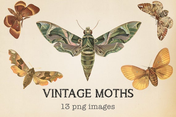 Vintage Moths Clipart, Shabby Moth, Scrapbook Pages, Vintage Clipart, Victorian Clipart, Antique Moth, Commercial Use Il_570xn