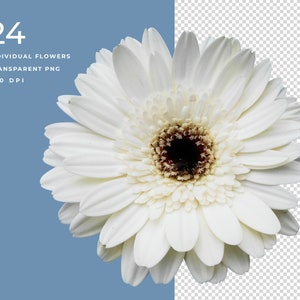 May include: A single white gerbera daisy with a yellow centre and dark brown eye. The flower is in full bloom and has many petals.