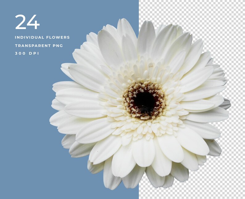 May include: A single white gerbera daisy with a yellow centre and dark brown eye. The flower is in full bloom and has many petals.