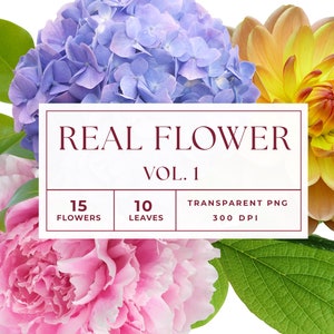 May include: A collection of 15 real flowers, including hydrangeas, peonies, and dahlias, with 10 leaves. The flowers are pink, purple, and yellow. The image includes the text "REAL FLOWER VOL. 1", "15 FLOWERS", "10 LEAVES", "TRANSPARENT PNG", and "300 DPI".