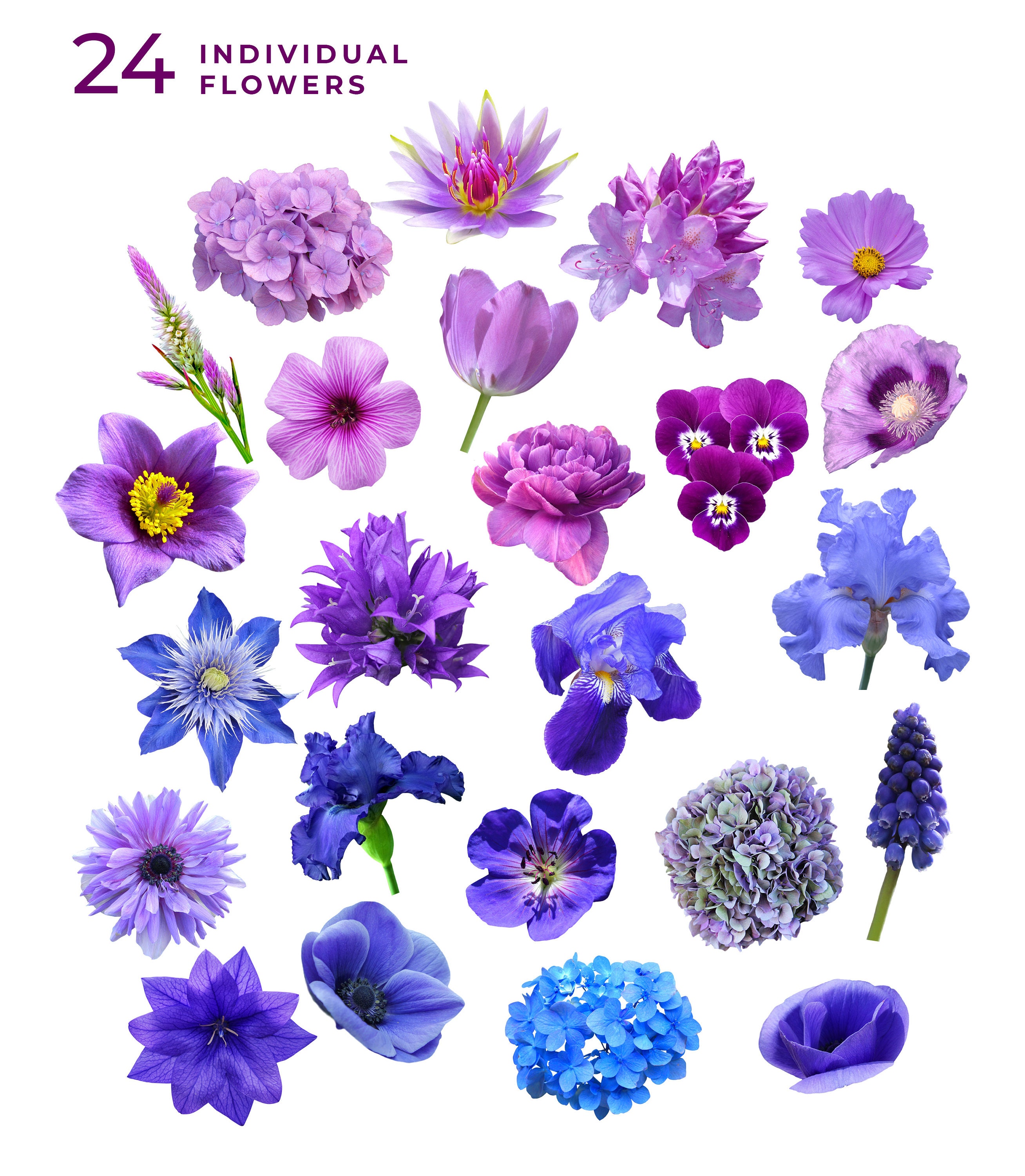 Realistic Flowers, Purple and Blue Flower, Flower Clip Art, Collage — free download