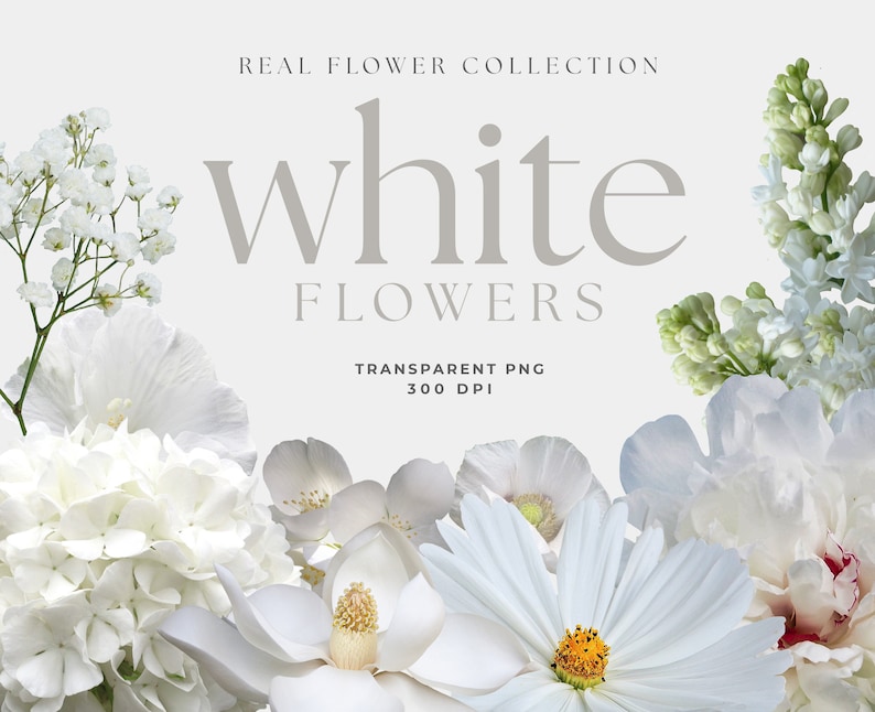 May include: A collection of white flowers, including hydrangeas, peonies, and baby's breath. The flowers are arranged in a bouquet and have a soft, delicate appearance. The image is labelled "White Flowers" and "Real Flower Collection".