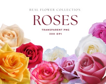 REAL Flower Clipart, Flower Clipart, Rose Flower, Rose clip art, Collage Element, Realistic, PNG flowers, Flower Arrangement, Rose Bouquet