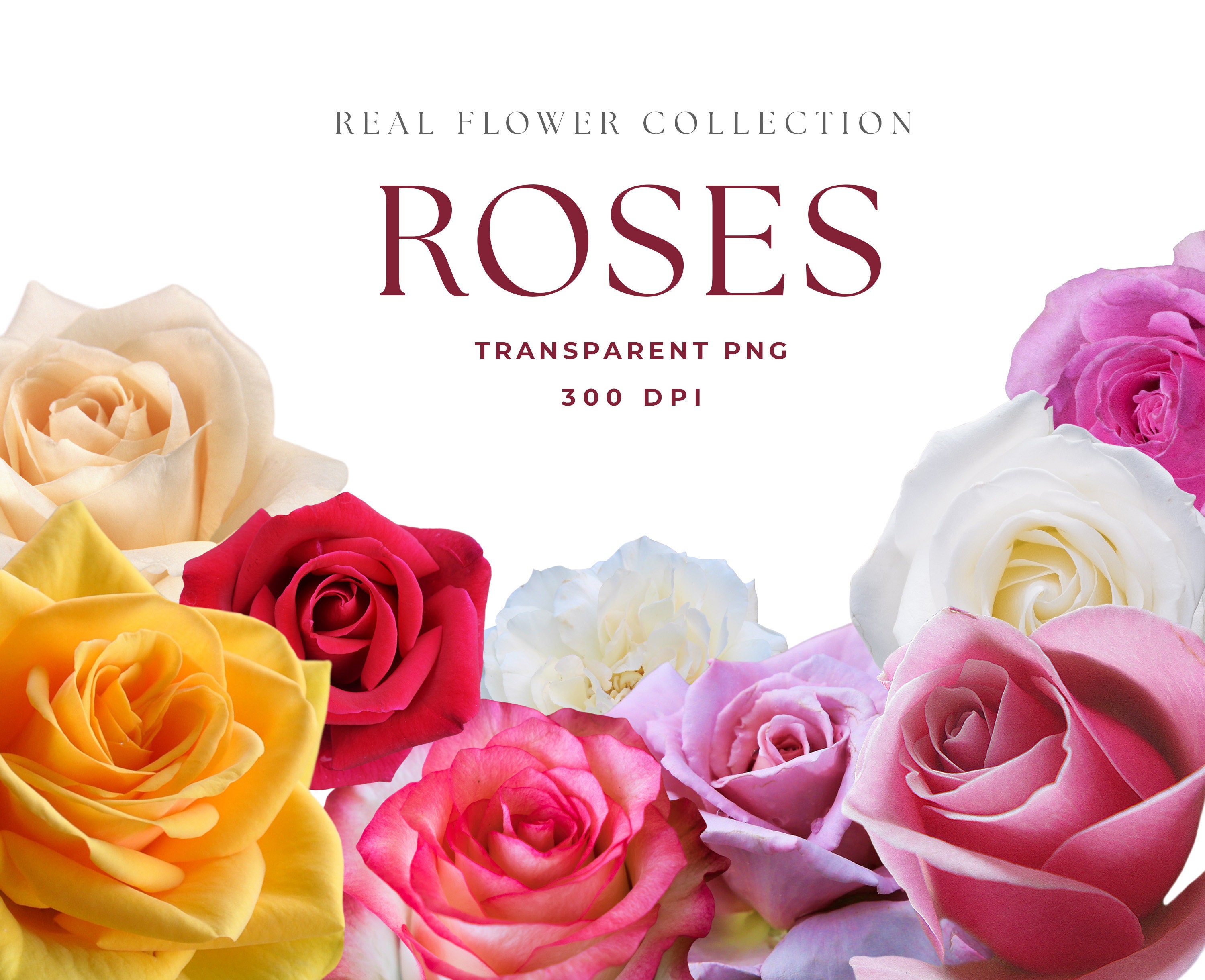 REAL Flower Clipart, Flower Clipart, Rose Flower, Rose Clip Art