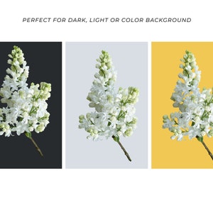May include: A cluster of white lilac blossoms with green stems against a black, light grey, and yellow background.