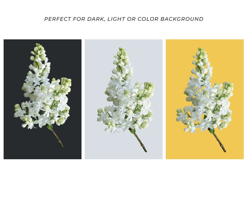 May include: A cluster of white lilac blossoms with green stems against a black, light grey, and yellow background.