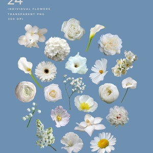 May include: A collection of 24 individual white flowers, including roses, lilies, daisies, and hydrangeas. The flowers are isolated on a blue background and are perfect for digital scrapbooking or crafting projects.