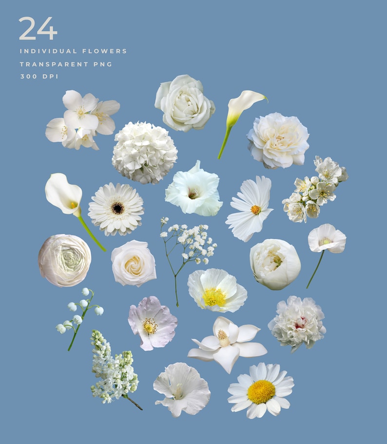 May include: A collection of 24 individual white flowers, including roses, lilies, daisies, and hydrangeas. The flowers are isolated on a blue background and are perfect for digital scrapbooking or crafting projects.