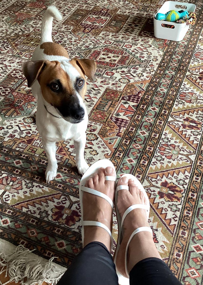 May include: A Jack Russell Terrier dog with brown and white markings stands on a patterned rug. White sandals with toe straps are visible. A white basket with toys is in the background.