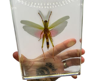 Pisapapeles de colección de insectos disecados, modelo Chondracris Rosea grande y auténtico, de 18 cm (7 pulgadas).