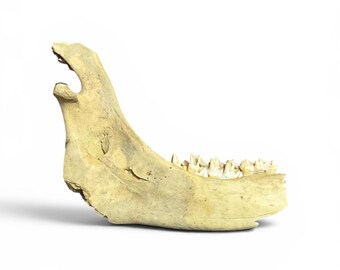 Antique Pleistocene Aged Fossil Bison Jaw Bone Mandible Bison Fossil Bison Jawbone Ice Age Fossil Taxidermy Oddities Bone Decor Gothic Decor