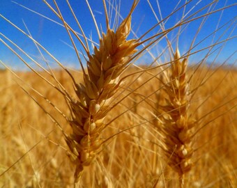 Op de afbeelding: Twee gouden tarwearen met lange, dunne kafnaalden staan scherp in beeld tegen een wazig tarweveld en een helderblauwe lucht. De aren zijn getextureerd en bruinachtig, met individuele korrels in een verticaal patroon in het zonlicht.