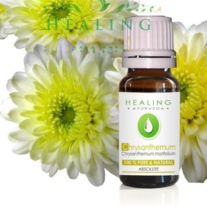 Chrysanthemum flower Absolute, Chrysanthemum morifolium, 100% pure and natural chrysanthemum flower oil, Aromatherapy floral absolute