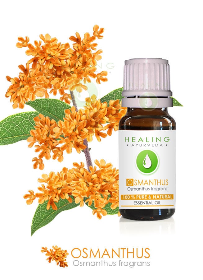 Osmanthus blossoms/Sweet Osmanthus, Fragrant Olive, Osmanthus Blossoms