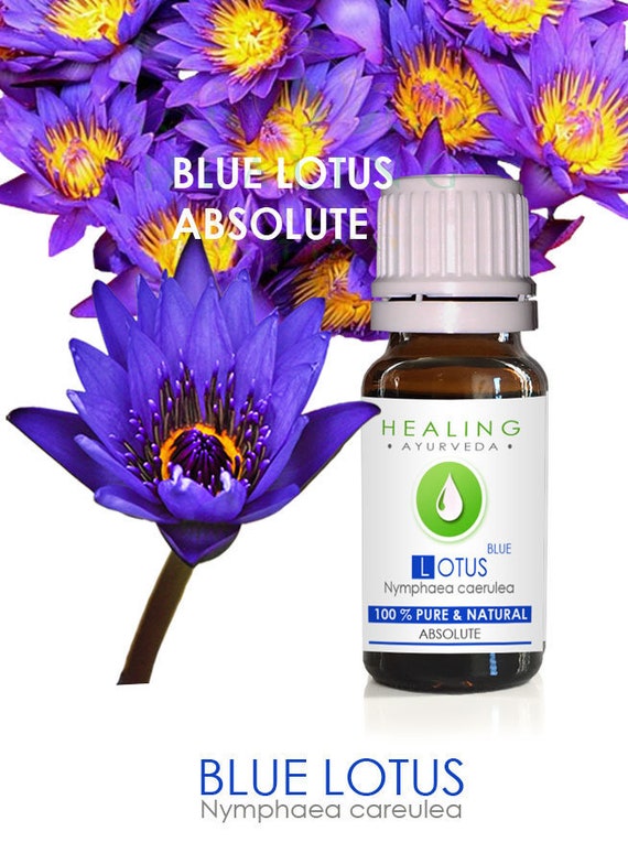 Blue Lotus Absolute, Pure blue lotus flower absolute. 100% lotus flower oil. Blue water lily flower absolute. Natural Blue lotus oil.