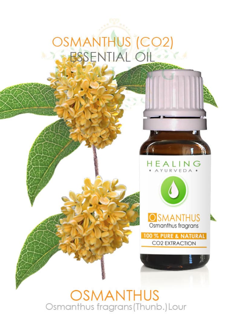 May include: A bottle of Osmanthus essential oil with a white cap, set against a backdrop of yellow Osmanthus flowers and green leaves. The label reads "Healing Ayurveda" and "100% Pure & Natural CO2 Extraction."