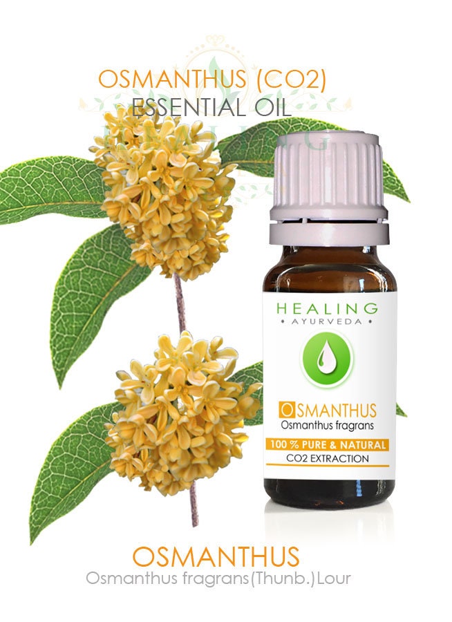 Nutmeg Essential Oil Wildcrafted Myristica Fragrans Indonesia