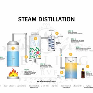 Puede incluir: Diagrama que ilustra el proceso de destilaci&oacute;n por vapor para aceites esenciales. El proceso incluye pasos como la creaci&oacute;n de vapor, la descomposici&oacute;n de la biomasa vegetal, la separaci&oacute;n y la extracci&oacute;n. El diagrama muestra el flujo de agua, vapor y aceites esenciales.
