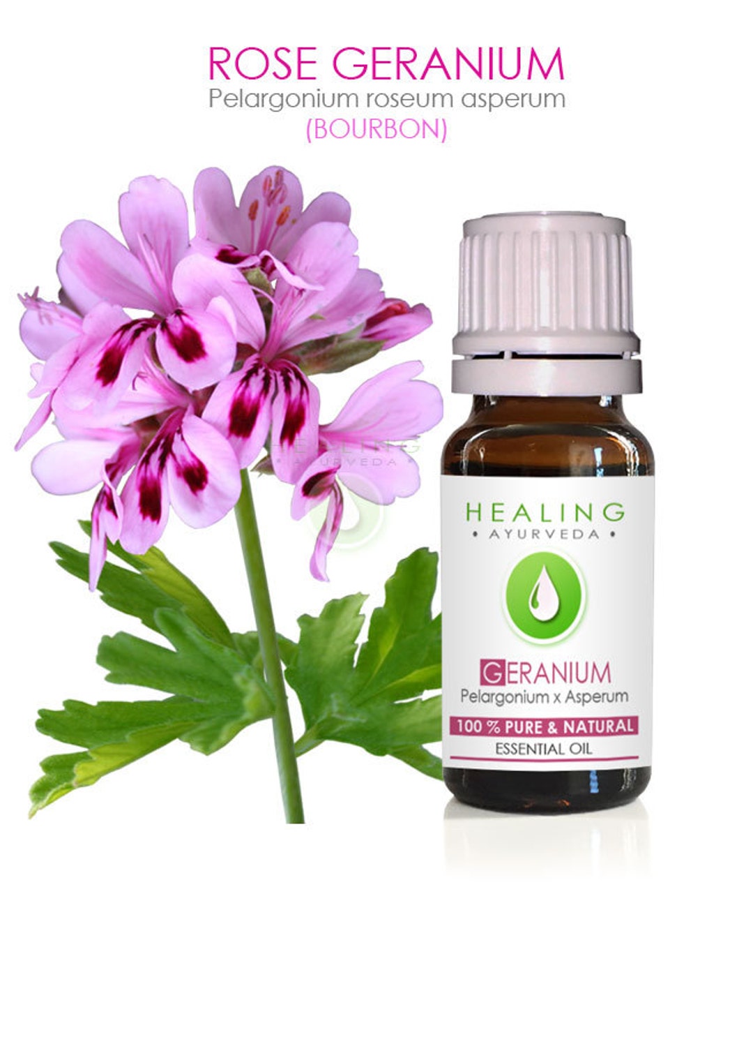 Rose Geranium Essential Oil 100 Pure Bourbon Geranium Oil Pelargonium