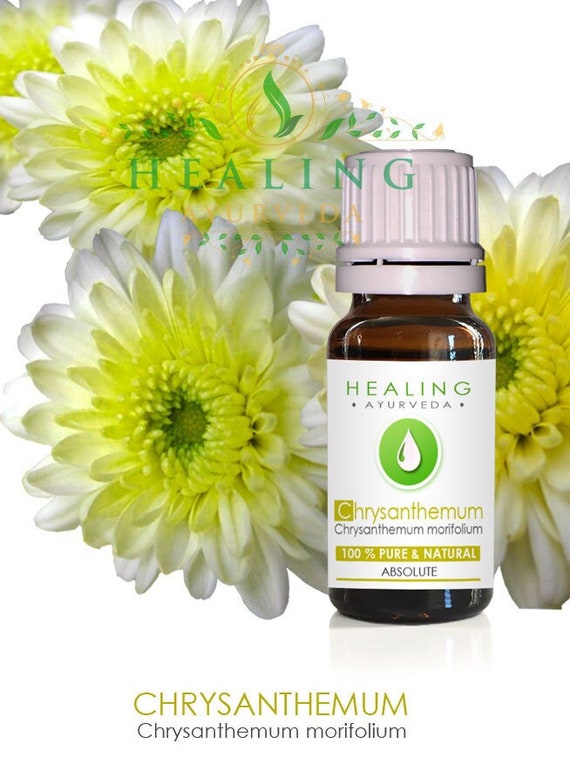 Chrysanthemum flower Absolute, Chrysanthemum morifolium, 100% pure and natural chrysanthemum flower oil, Aromatherapy floral absolute