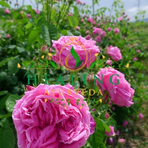 May include: A field of pink rose bushes in bloom. The roses are in full bloom and have a delicate, fragrant scent. The flowers are surrounded by green leaves and stems.