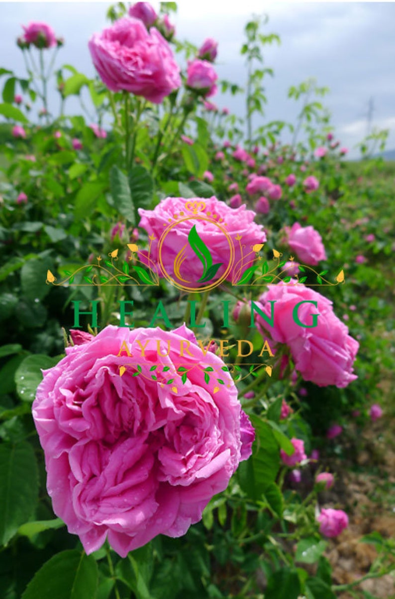 May include: A field of pink rose bushes in bloom. The roses are in full bloom and have a delicate, fragrant scent. The flowers are surrounded by green leaves and stems.