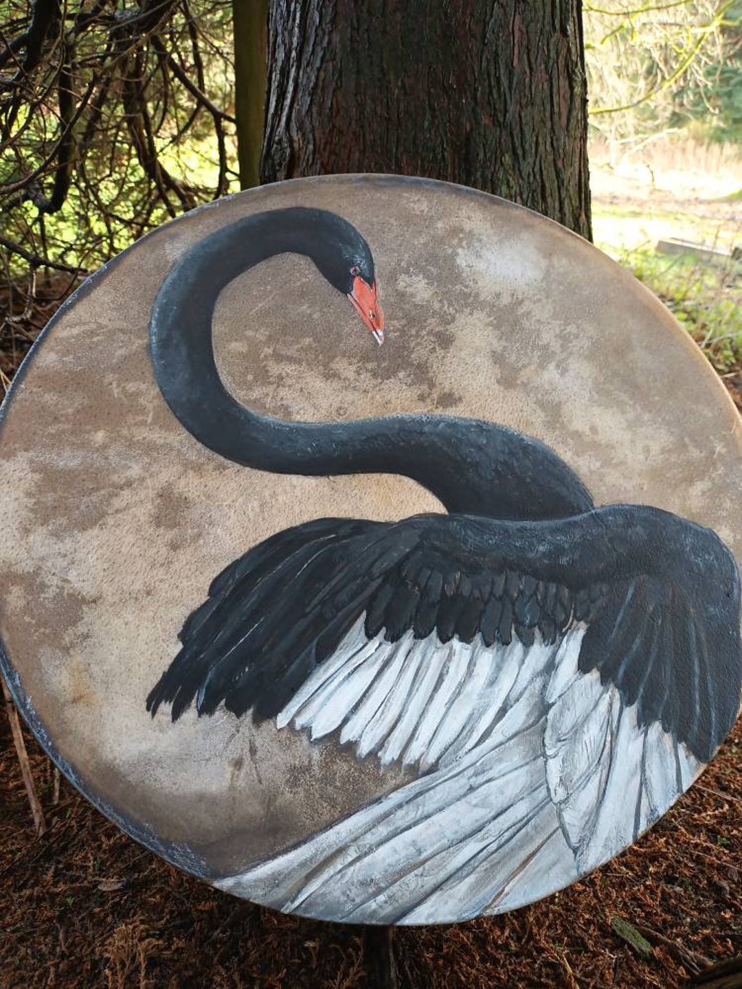 18black Swan Medicine Drum, Birthed and Bathed Under the Last Full Moon