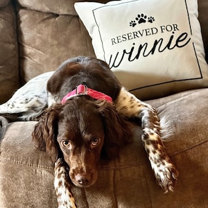 Dog couch pillows hotsell